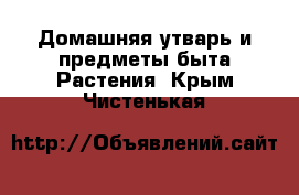 Домашняя утварь и предметы быта Растения. Крым,Чистенькая